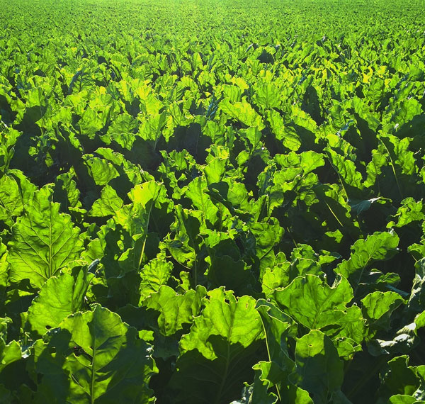 La FAO prévoit une baisse des cours de sucre