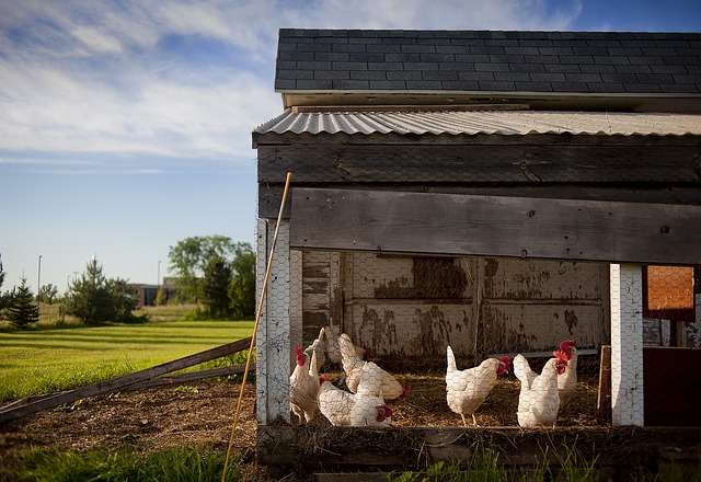 Élevages de poulet en Inde