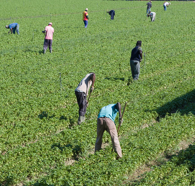 Quand nourrir l’humanité rime avec préservation de la planète