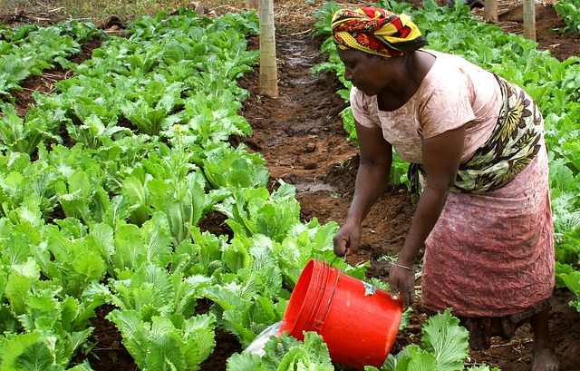 Marrakech accueille en septembre le congrès Femmes et agriculture