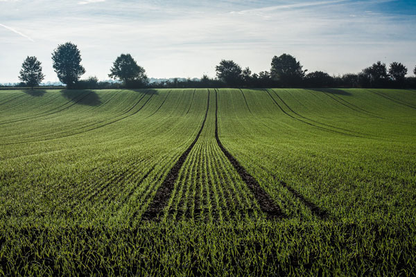 Record historique de la production mondiale de céréales