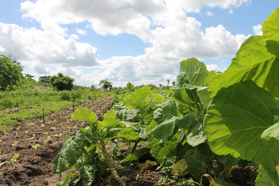 Un collectif associatif au service du développement durable