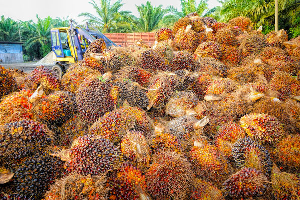 La consommation mondiale d’huile de palme en forte progression