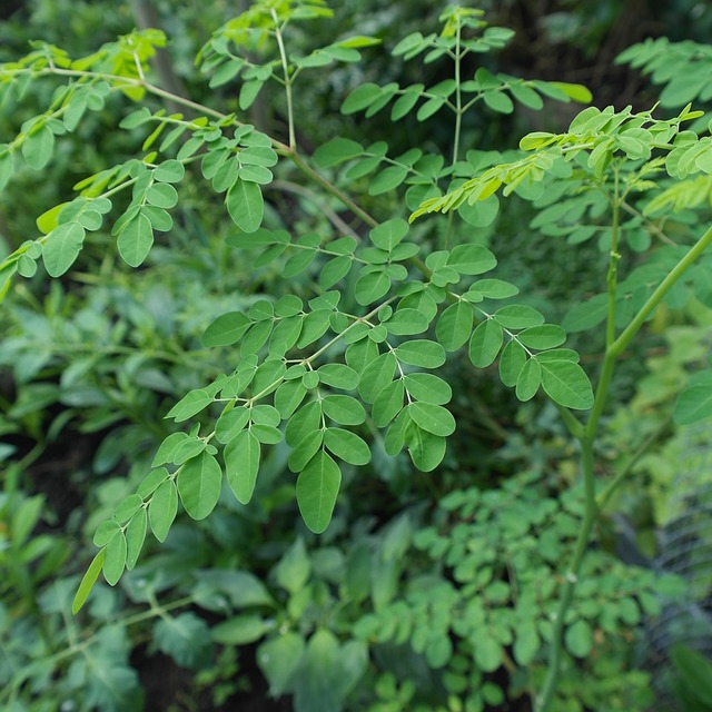 Moringa, l’arbre de tous les fantasmes