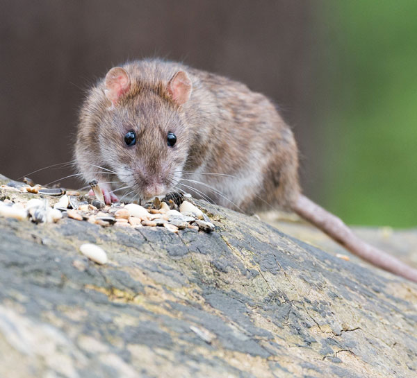 Bombardement des rats par des céréales empoisonnées sur une île australienne