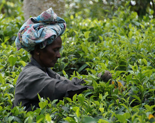 La biodiversité au service de la lutte contre le changement climatique
