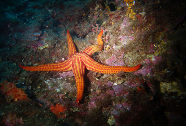 La faune marine menacée d’extinction par l’acidification des océans