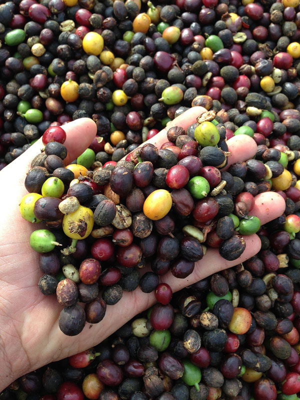 The index of certain agricultural products plummets over 9% in a month