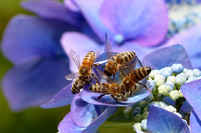 Les abeilles menacées d’extinction en Europe
