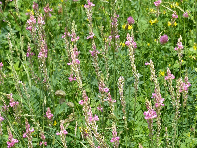 Le sainfoin redevient tendance