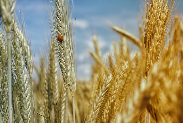 The farming industry’s agroecological transition will rely on biotechnology