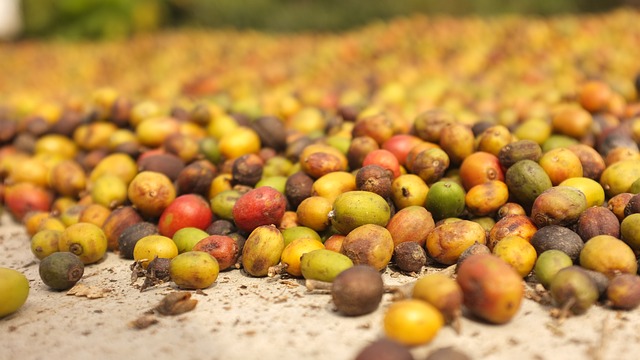 Un fonds pour la relance de la production du café en Afrique