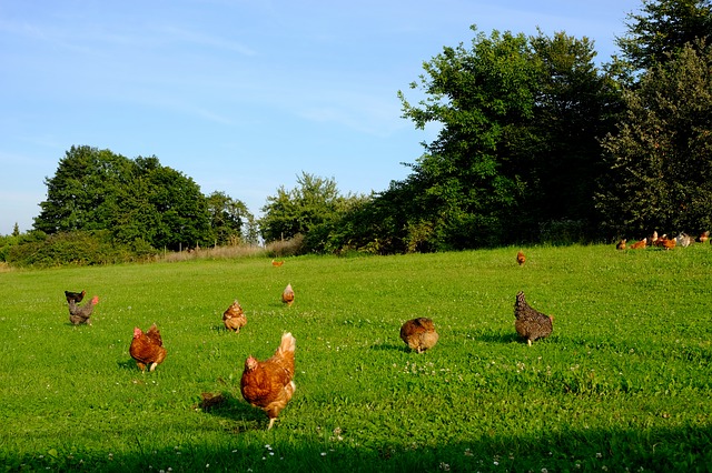 L’agriculture 100% biologique pourrait-elle nourrir 9 milliards d’hommes ?