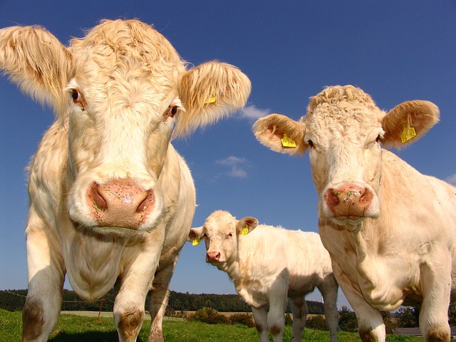 Tinder pour vaches