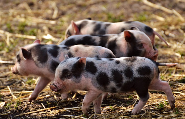 Au tour des porcs d’être connectés