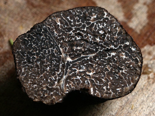 Un effet inattendu du changement climatique : de la truffe en Grande Bretagne