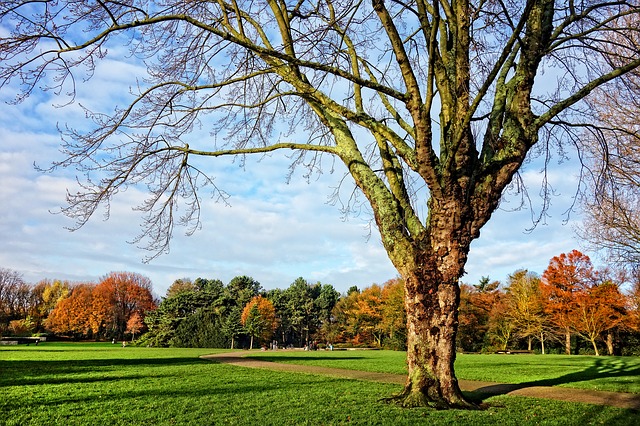 Les arbres poussent plus vite en ville qu’à la campagne