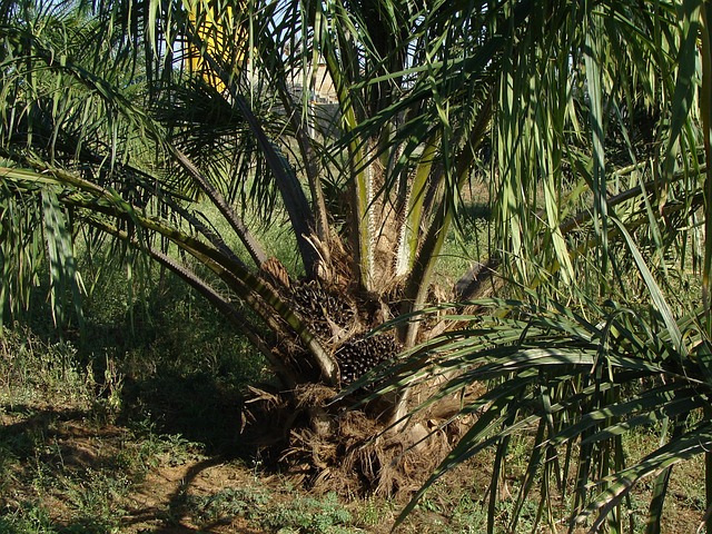 Huile de palme : Nestlé rentre dans le rang