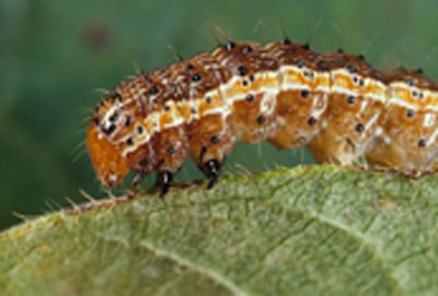 Un nouveau parasite frappe l’agriculture africaine : la noctuelle américaine du maïs