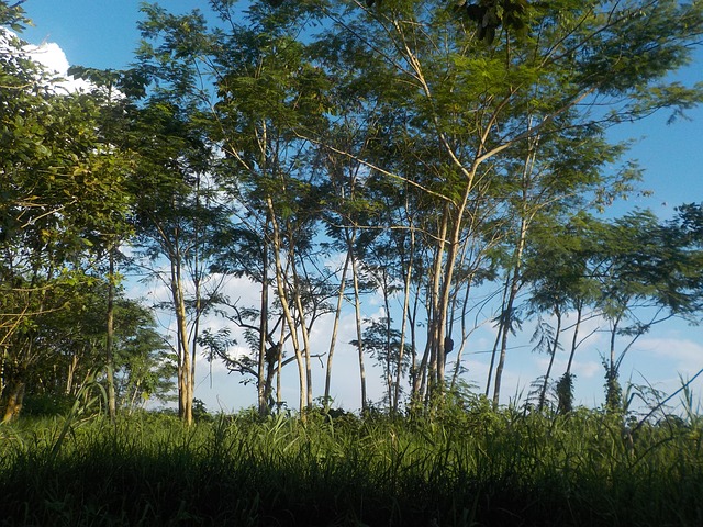 Nouveau risque de déforestation de la forêt amazonienne