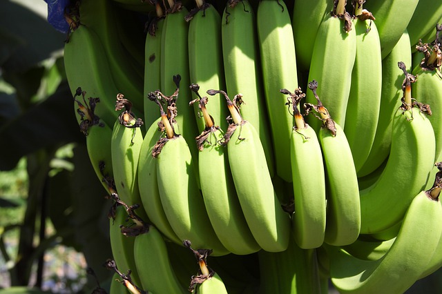 Recherche : Succès contre une maladie de la banane