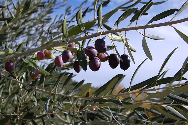 L’horticulture marocaine supplante tous ses concurrents sur le marché espagnol