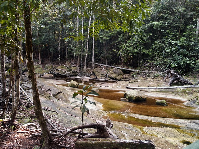 L’Amazonie, championne mondiale de l’obésité