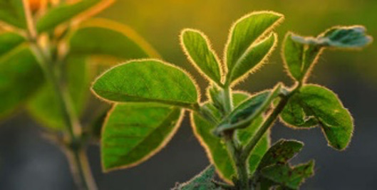 USA : Les premières plantes obtenues par Génome Editing bientôt sur le marché