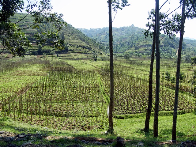 Le Rwanda, premier de cordée de l’agriculture africaine
