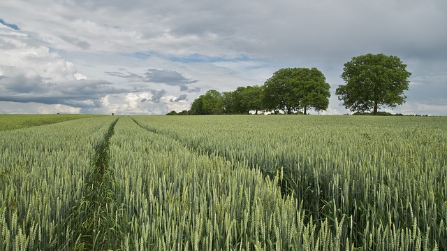 L’agrosystème est-il un écosystème (1) ?