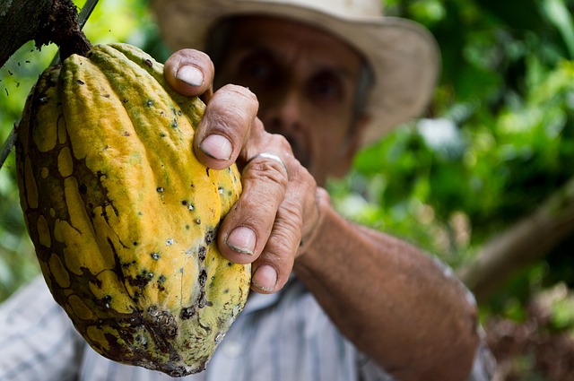 Deuxième année consécutive de surproduction de cacao