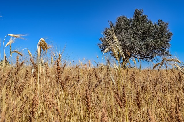 L’Afrique sub-saharienne tire la demande mondiale de blé