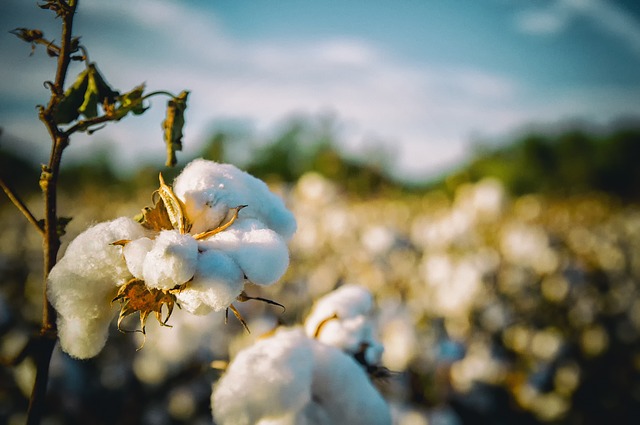 Vers un cours record du coton