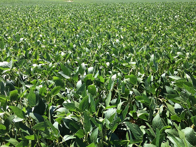 La production et les échanges d’oléagineux impactés par le conflit sino-américain