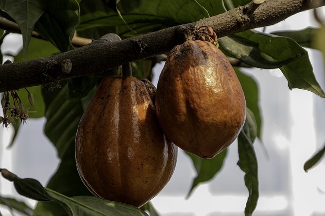 Cacao africain : 70% de la production mondiale et 3% des revenus de l’industrie