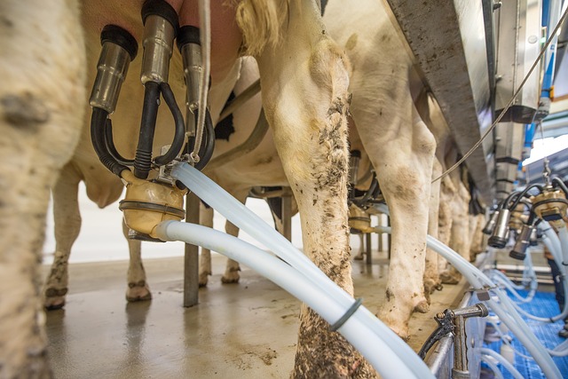La production laitière mondiale devrait progresser de 35 % d’ici 2030