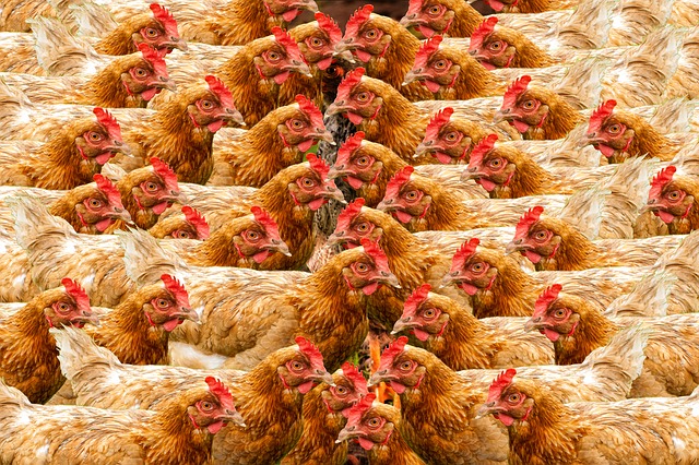 Birdpreneur, une nouvelle start up avicole nigériane