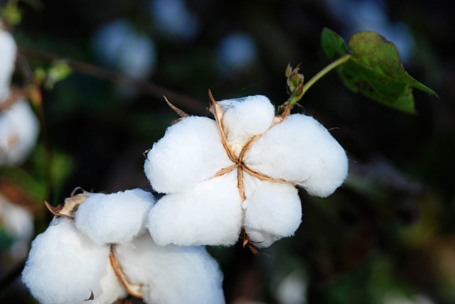 Retour en force de l’Égypte sur le marché mondial du coton