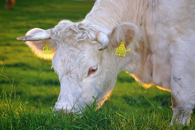Le marché de la viande bovine prospère en Méditerranée