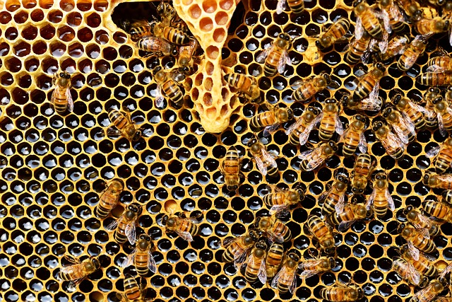 Le réchauffement climatique menace les abeilles de disparition