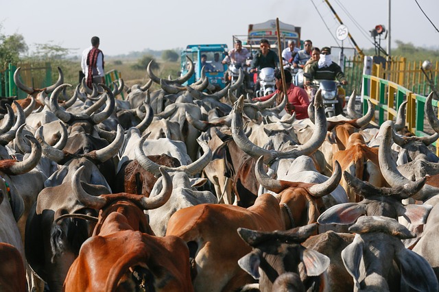 Le marché alimentaire indien en pleine mutation