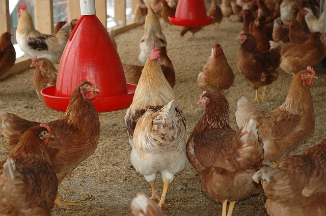 Brésil : effondrement des exportations de viande de volaille en Europe
