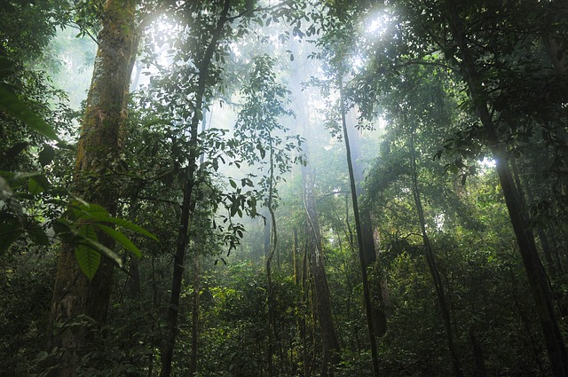 Recul du rythme de la déforestation mondiale