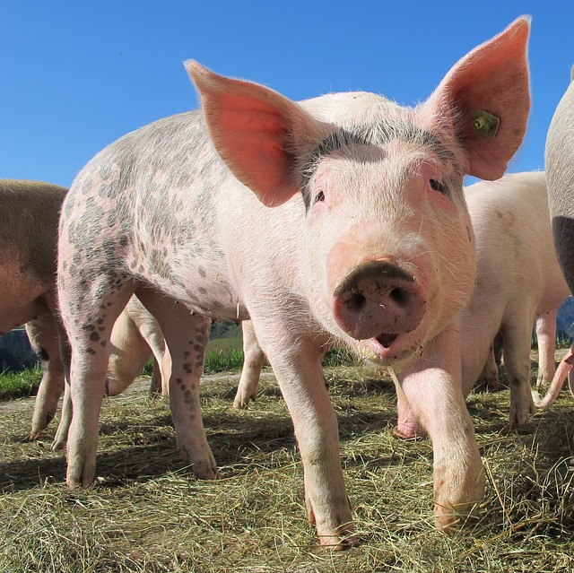 La peste porcine migre  en Chine