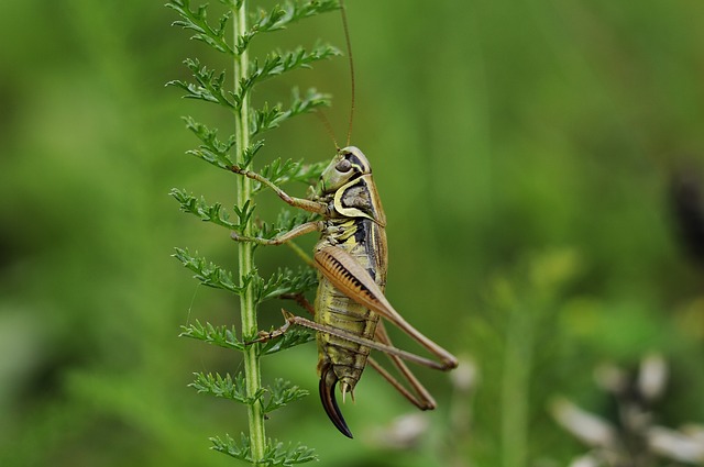 Le réchauffement climatique favorise la multiplication des insectes nuisibles