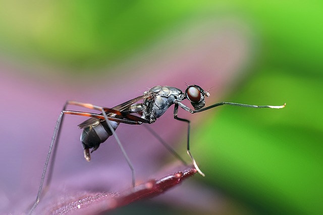 Le réchauffement climatique provoque la prolifération des insectes