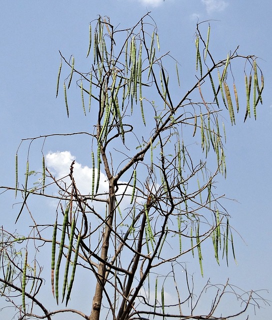 Le moringa, arbre miracle