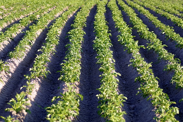 L’Arabie saoudite achète des terres agricoles en Ukraine