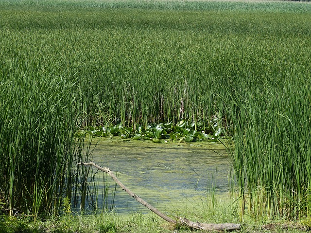 Une exploitation de 13 500 hectares dans le delta du Danube roumain