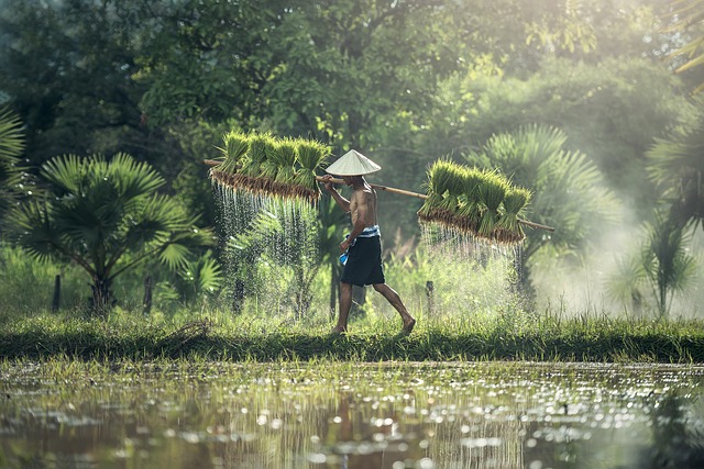 Le Vietnam veut augmenter à 25% la part de l’Afrique dans ses exportations de riz